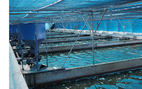 fish farm condabilla - Condabilla Fish Farm