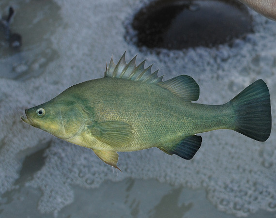 golden-perch - Condabilla Fish Farm